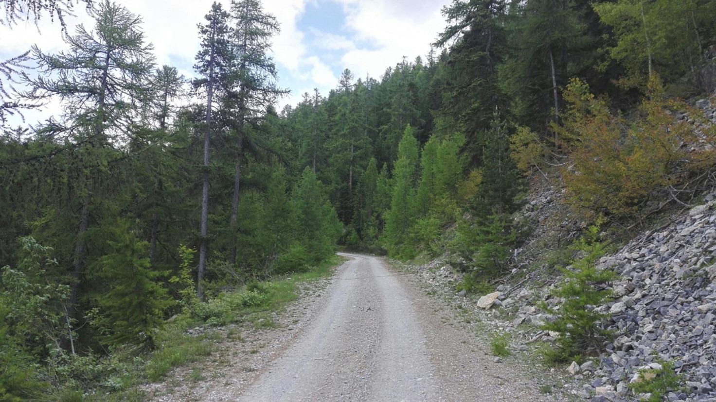 Chemin de terre traversant une forêt dense
