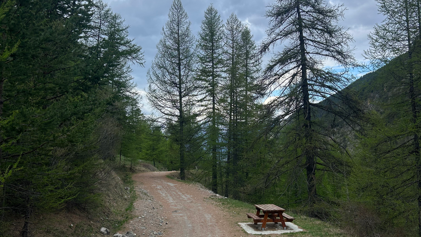 Chemin de terre dans une forêt avec table de pique-nique